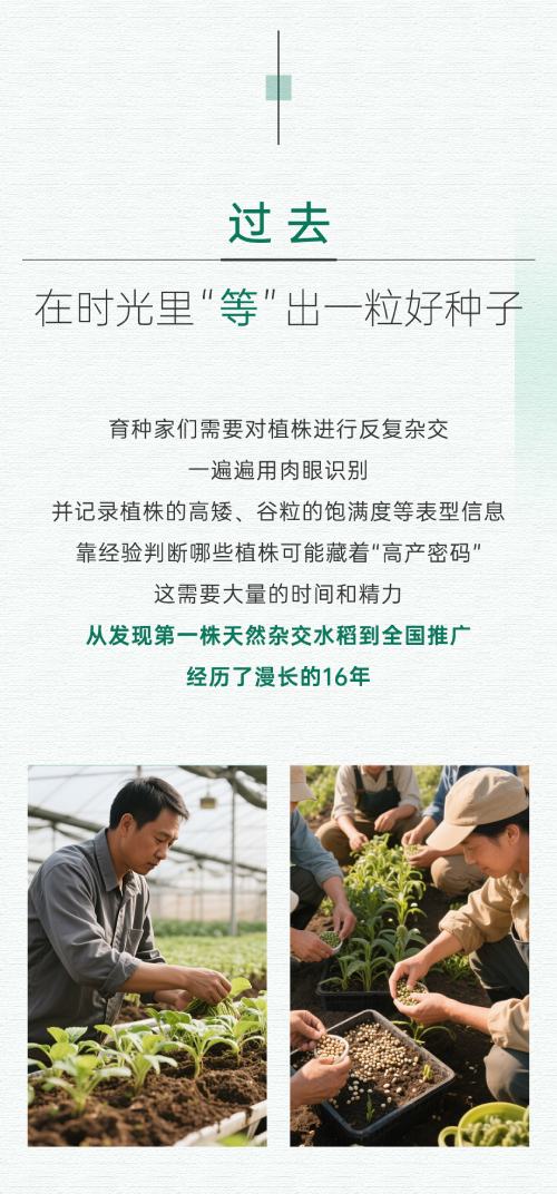 过去,育种家们需要对植株进行反复杂交,一遍遍用肉眼识别.jpg