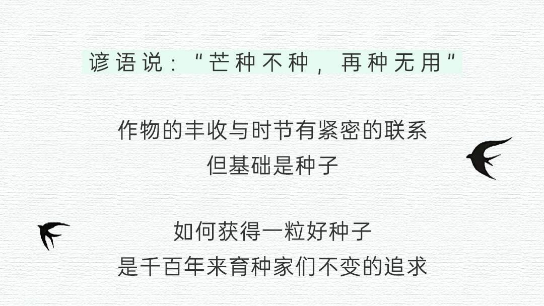 育种家们追求如何培育一颗好种子.jpg